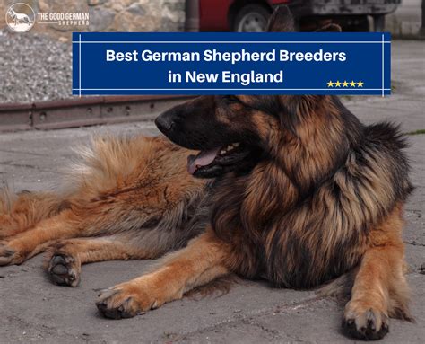 german shepherd breeders in new england