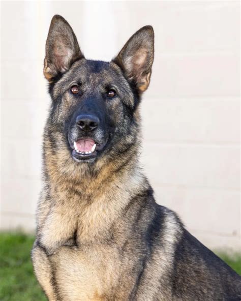 german shepherd breeders in new jersey