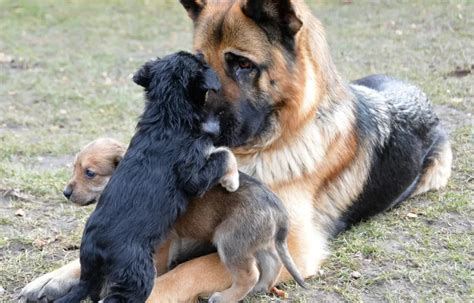 german shepherd breeding guide