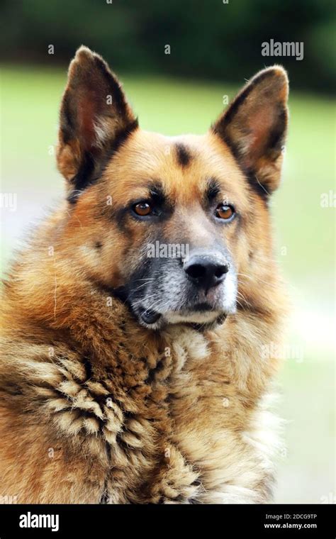 german shepherd canine