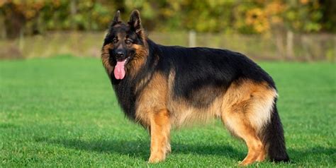 german shepherd caracteristicas