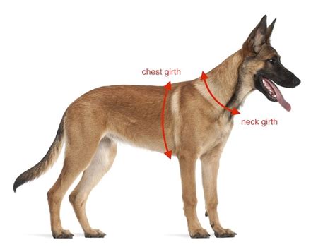 german shepherd chest