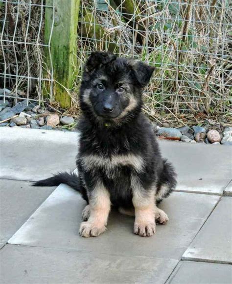 german shepherd community