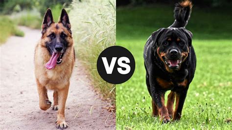 german shepherd comparison