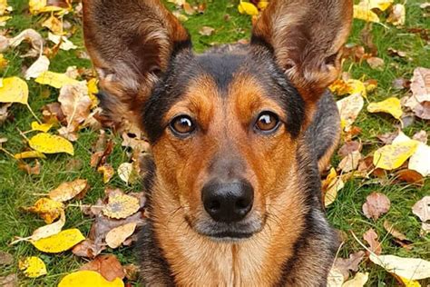 german shepherd dachshund mix personality