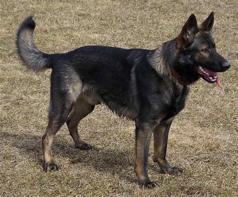 german shepherd dark brown