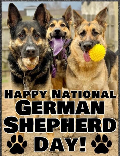 german shepherd day