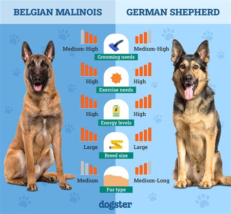 german shepherd differences