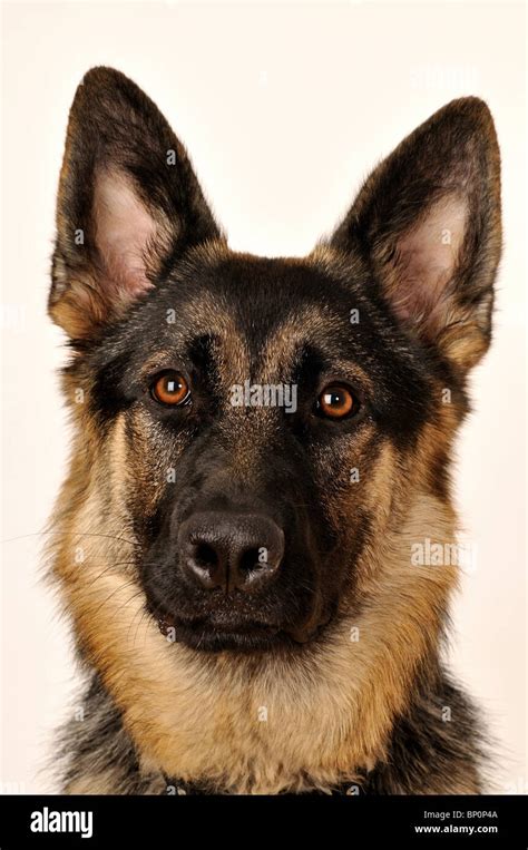 german shepherd dog head
