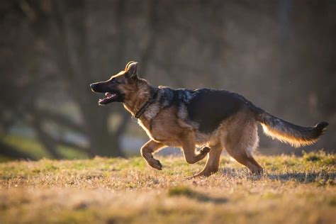 german shepherd dog intelligence