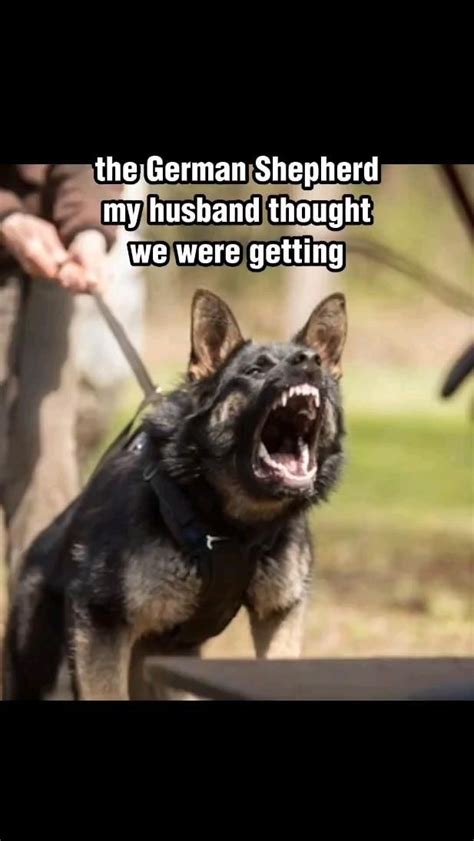 23 Totally Relatable German Shepherd Memes The Dog People by
