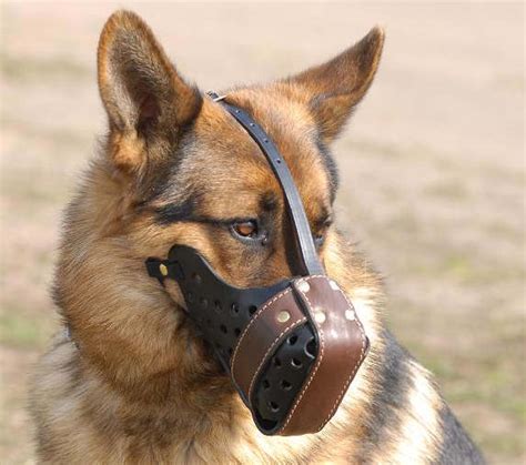 german shepherd dog muzzle