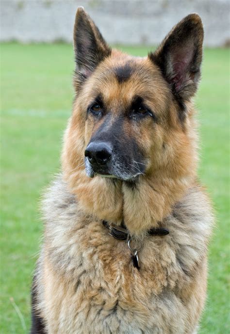 german shepherd dog please