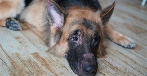 german shepherd dog problems