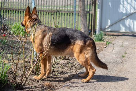 german shepherd dog tail
