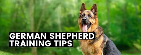 german shepherd dog training