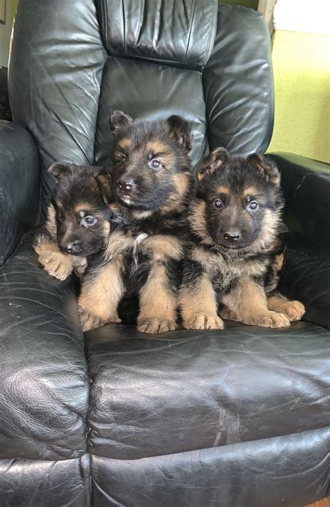 german shepherd dogs for sale in ontario