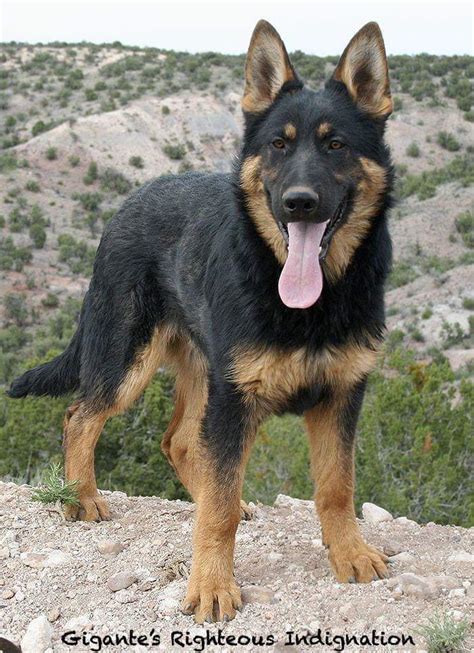 german shepherd eyebrows