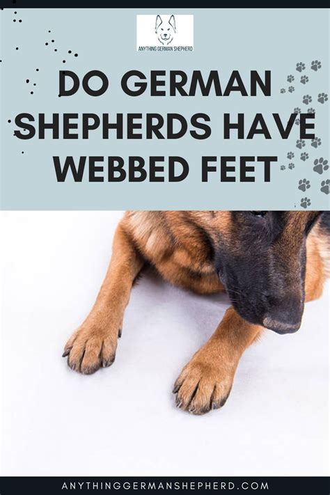 german shepherd feet
