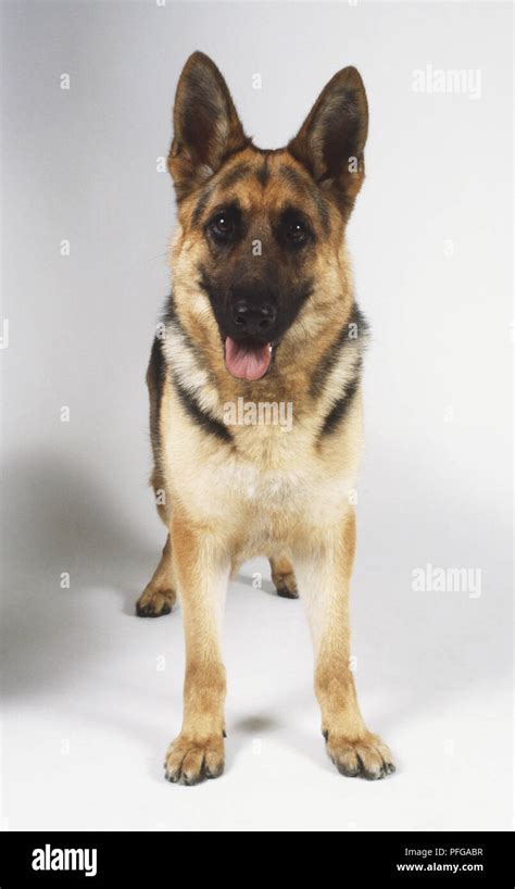 german shepherd front
