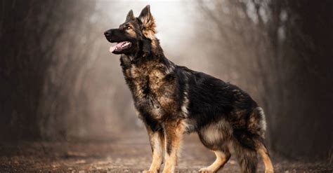 german shepherd full information