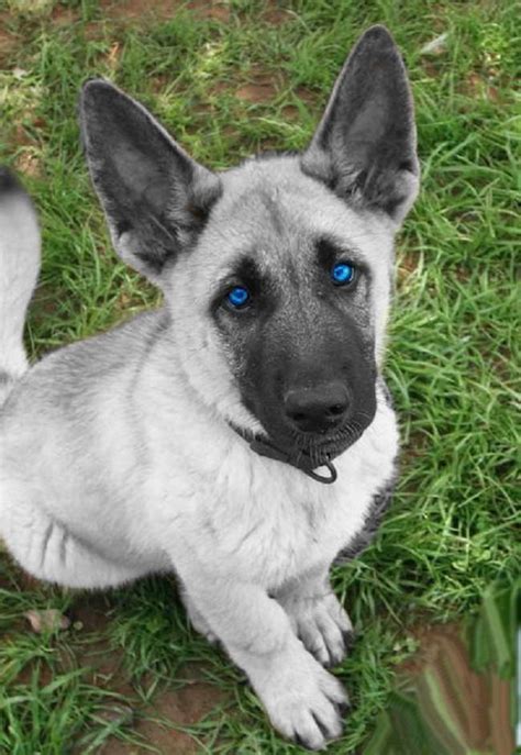 german shepherd gray