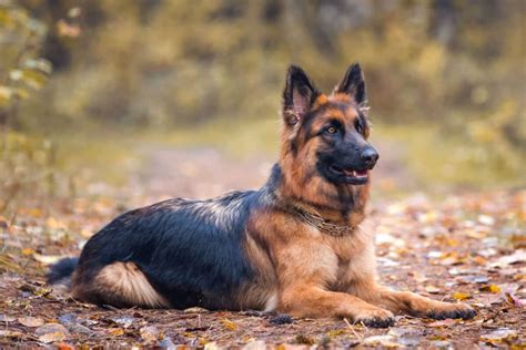german shepherd grown