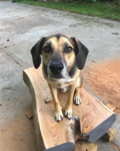 german shepherd hound