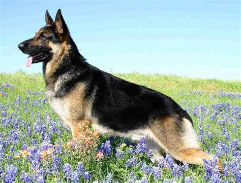 german shepherd in germany