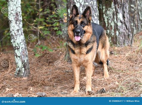 german shepherd k9