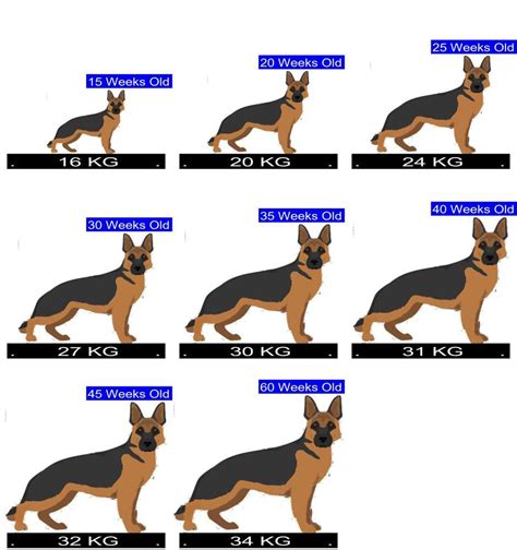 german shepherd kg