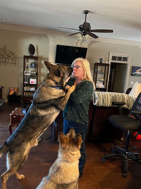 german shepherd large