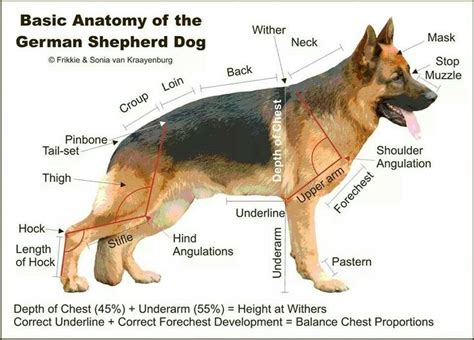 german shepherd location