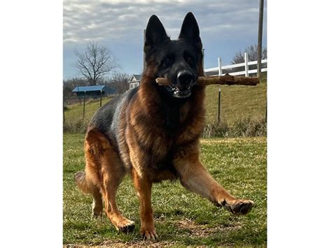 german shepherd mentality