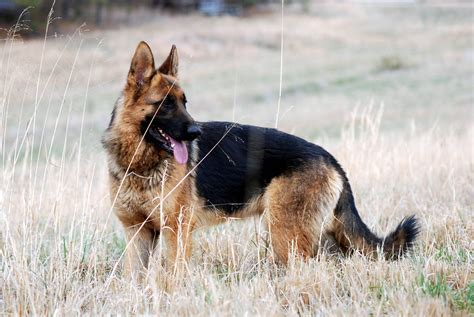 german shepherd n