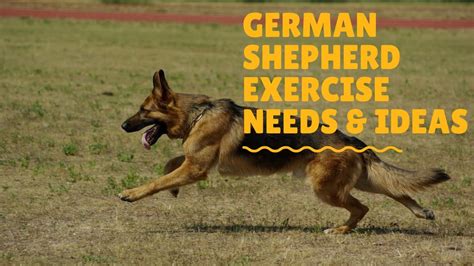 german shepherd needs