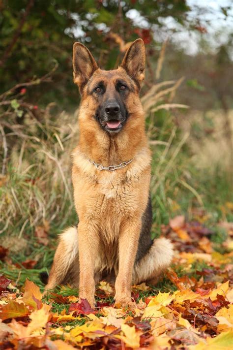 german shepherd nice