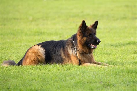 german shepherd nsw