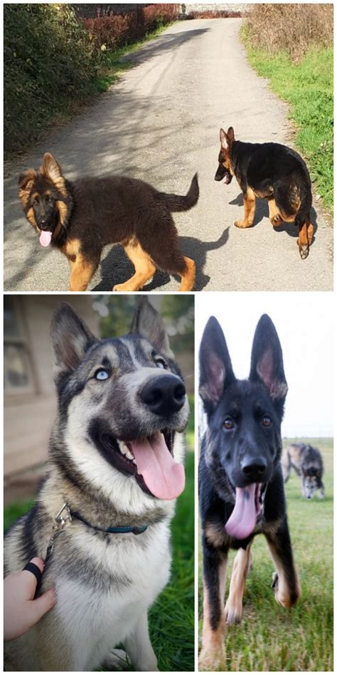 german shepherd original purpose