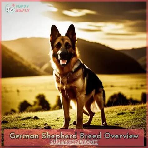 german shepherd overview