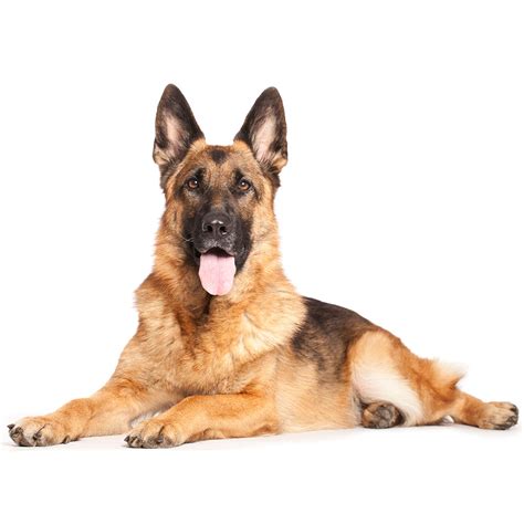 german shepherd per