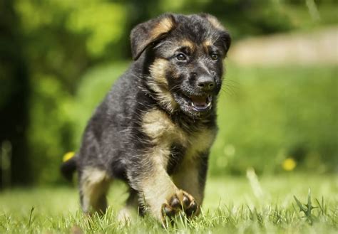 german shepherd pet