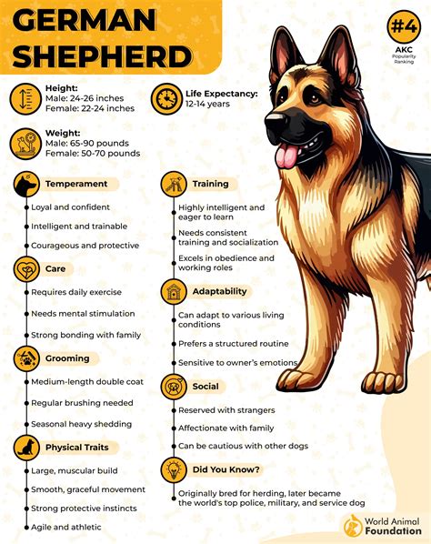 german shepherd qualities