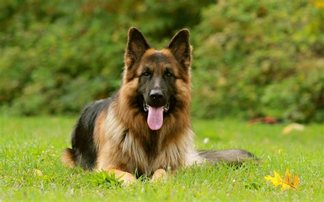 german shepherd reference