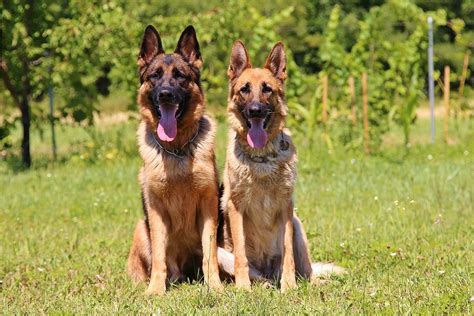 german shepherd research