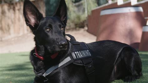 german shepherd service dog for veterans