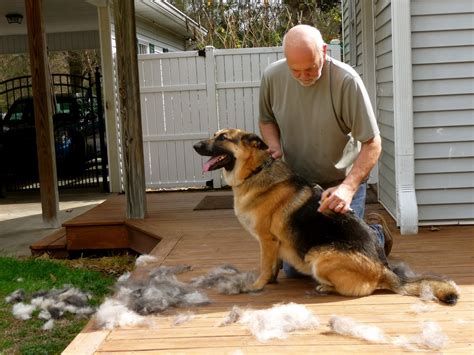 german shepherd shedding