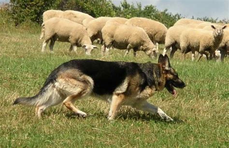 german shepherd sheep