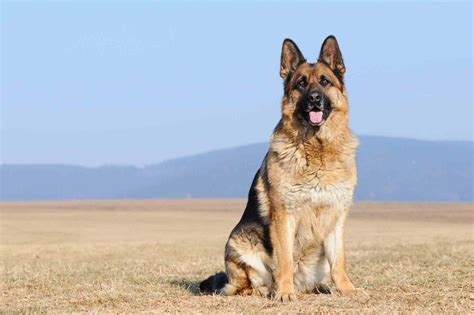 german shepherd sheepdog