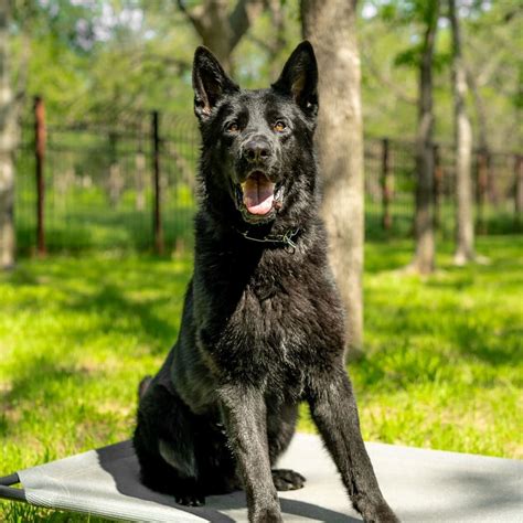 german shepherd slovakia
